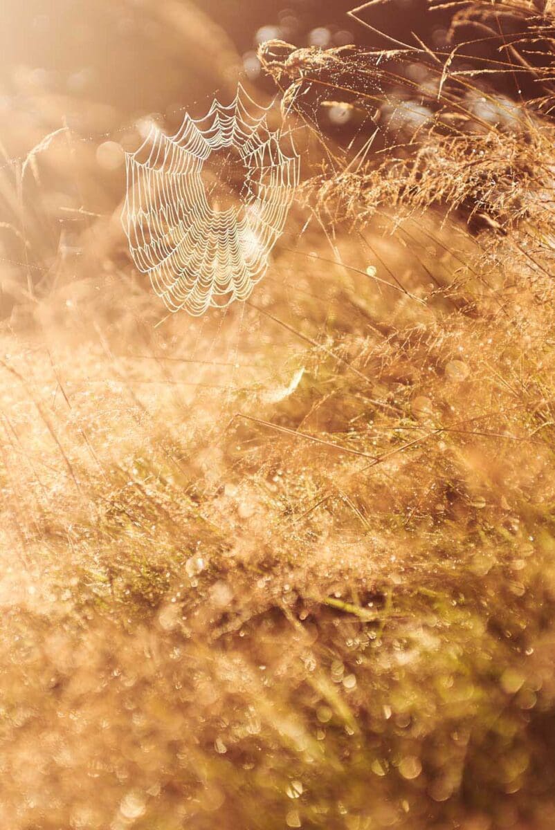 CJPOTY Round 12 Winners: sunlit spider's web