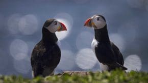 Two puffins